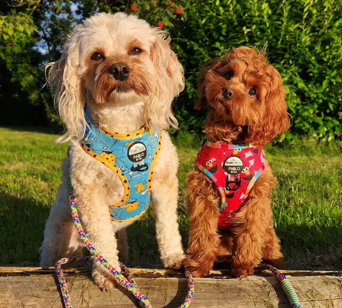 Photo of two dogs – Teidí and Tilly